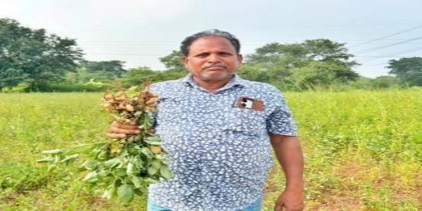 कृषक उन्नति योजना से प्रोत्साहित होकर किसान इंदर पटेल ने धान के बदले दो एकड़ में लगाई मूंगफली