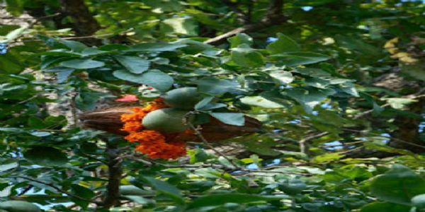 बस्तर दशहरा में बेल नेवता पूजा विधान के बाद 18 अक्टूबर को हाेगा बेल पूजा विधान
