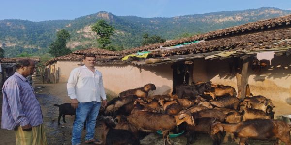 13 बकरियों से शुरू हुआ सफर, अब 1.80 लाख की सालाना आय का मजबूत सहारा बना बकरी पालन
