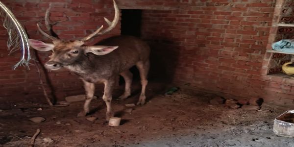 कुत्तों से जान बचाकर घर में घुसा बारहसिंगा, देखने उमड़े ग्रामीण