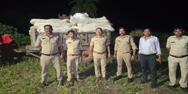 मप्रः नीमच एवं धार में आठ खेतों से 5.89 करोड़ रुपये कीमत के 34 क्विंटल से अधिक गांजे के पौधे जब्त