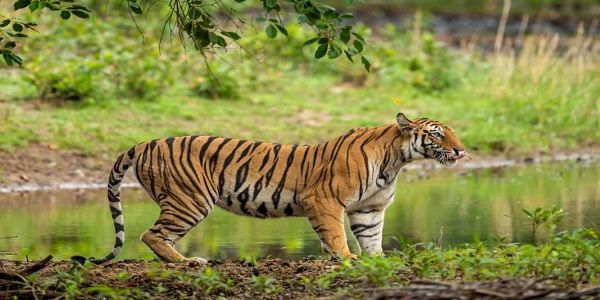 अरुणाचल प्रदेश : रोइंग-हुनली सड़क पर बाघ दिखने से बढ़ी चिंता