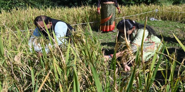 डीएम नितिका ने राजस्व ग्राम तलाई में की धान की क्रॉप कटिंग