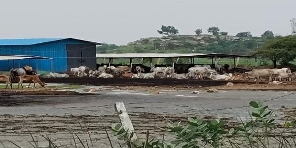 गौशालाओं में गौवंश की देखभाल में लापरवाही बर्दाश्त नहीं : मंडलायुक्त