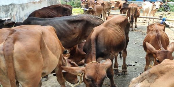 नारायणगढ़ में राष्ट्रीय राजमार्ग से 32 गाय बरामद, दो हिरासत में