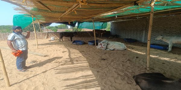 हिसार में लंपी से जूझ रहे 23 गौवंश, सात की मौत, मदद के इंतजार में अस्थायी आइसोलेशन सेंटर