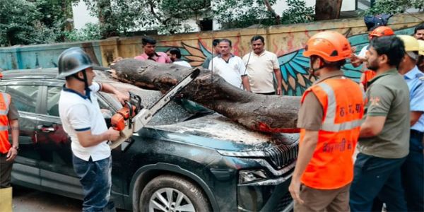 ठाणे में पेड़ गिरने से तीन वाहन क्षतिग्रस्त, एक घायल