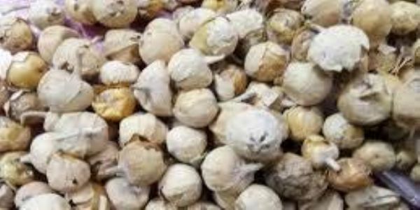 एएनटीएफ की सूचना पर किराए की दुकान से डोडा पोस्त बरामद, आरोपित गिरफ्तार