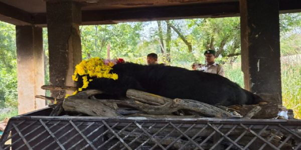 नंदनवन जू एवं जंगल सफारी में 25 वर्षीय मादा हिमालयन भालू ‘फफोरी’ की मौत