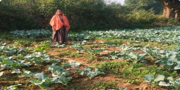 रनिया में जंगली हाथी ने बर्बाद की फूलगोभी की खेती
