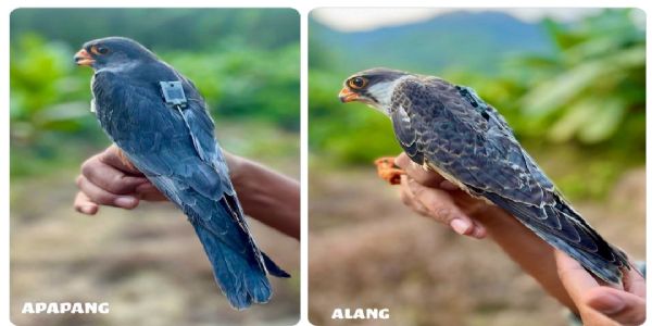 अमूर फाल्कन पक्षियों को लगाया गया था ट्रांसमीटर अमूर फाल्कन पक्षियों को लगाया गया था ट्रांसमीटर