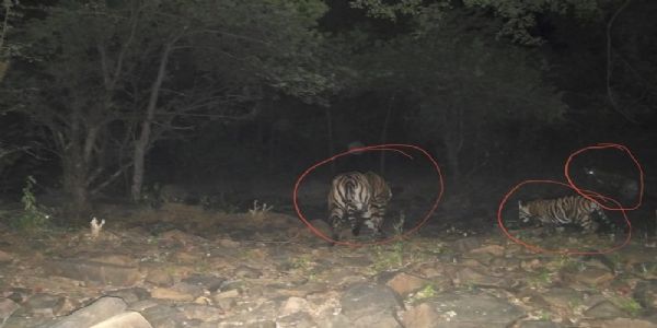 बाघिन एमटी-3 शावकों के साथ घूमती हुई बाघिन एमटी-3 शावकों के साथ घूमती हुई