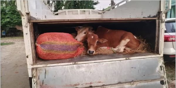 असम के रूपहीहाट में पिकअप वैन के गुप्त तहखाने से 12 मवेशी बरामद