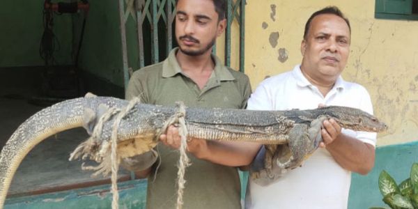 रायगंज में घायल अवस्था में मिला विशाल लिजर्ड, पीठ पर चोट के निशान से सनसनी