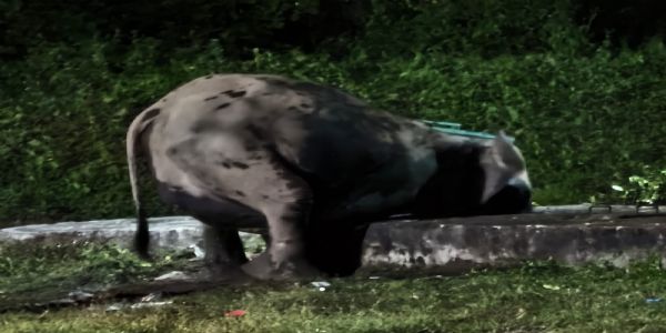सेना के सेप्टिक टैंक में गिरे हाथी के बच्चे का सफल बचाव