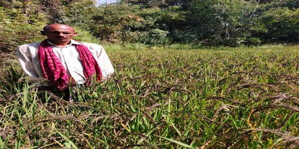 कोरबा में सुगंधित कालानमक धान और प्राकृतिक खेती को बढ़ावा देने की पहल, दो गांवों में शुरू हुआ प्रायोगिक उत्पादन