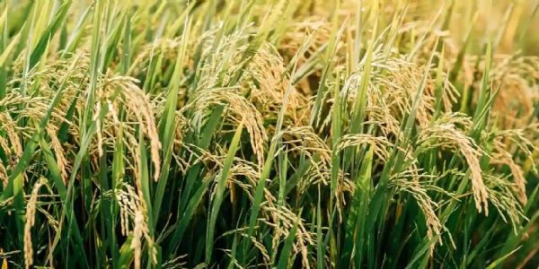 किसान ‘तुंहर टोकन’ मोबाइल एप के माध्यम से प्राप्त कर सकेंगे टोकन