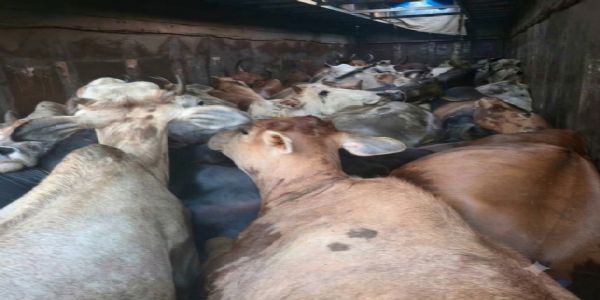 10 करो के जंगल से मुक्त कराए गए 35 से अधिक गाय