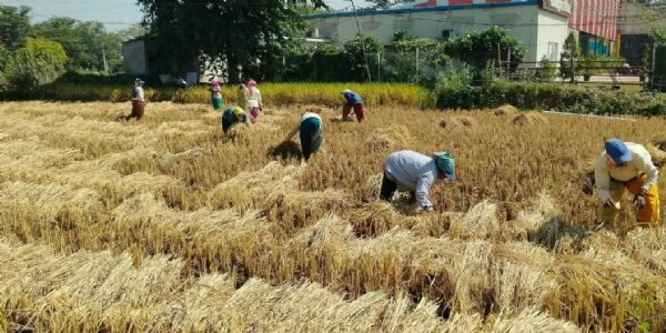 धमतरी : चक्रवात का भय, किसान-मजदूर फसल बचाने खेतों में डटे