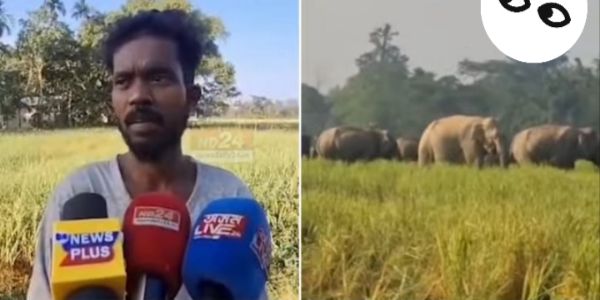नुमलीगढ़ में जंगली हाथियों का उत्पात जारी, पक रहे धान की फसल को पहुंचा रहे नुकसान