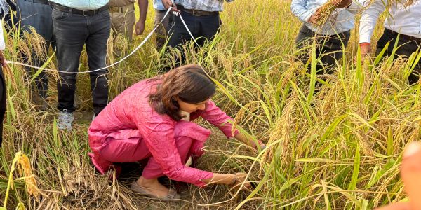 खेत में पहुंचीं डीएम डॉ. अंकुर लाठर, धान की क्रॉप कटिंग कर परखी उत्पादकता