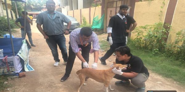 नगर निगम ने 10 दिनों में 125 स्ट्रीट डॉग्स का किया टीकाकरण, 50 की नसबंदी