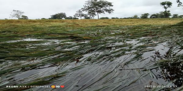 बेमौसम बारिश से किसानों की बढ़ी चिंता, धान और सब्जियों की फसल पर संकट