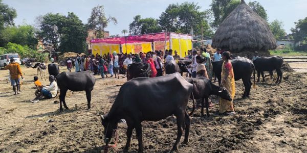 जीविका के पशु स्वास्थ्य शिविर में 350 से अधिक पशुओं को मिला निःशुल्क उपचार