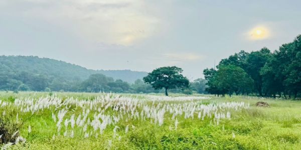 मप्र में चक्रवात अर्नब के प्रभाव से सुहावना हुआ मौसम, बांधवगढ़ टाइगर रिजर्व में प्रबंधन सतर्क