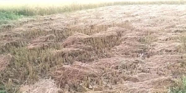 सरगुजा संभाग में चक्रवाती तूफान अर्नब का साया, धान कटाई के समय में बारिश ने बढ़ाई किसानों की चिंता
