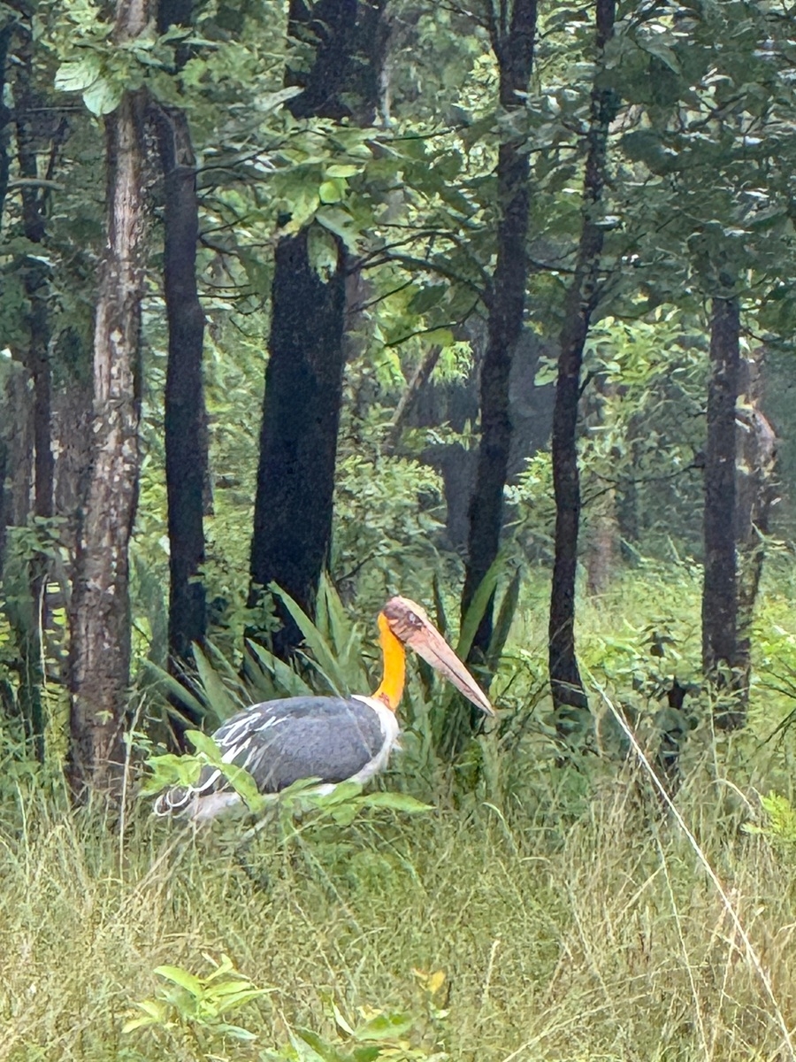 बांधवगढ़ टाइगर रिजर्व में विचरण करता सारस पक्षी बांधवगढ़ टाइगर रिजर्व में विचरण करता सारस पक्षी