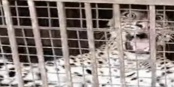 बिजनौर के नगीना क्षेत्र में पिंजरे में कैद हुआ गुलदार, ग्रामीणों ने ली राहत की सांस