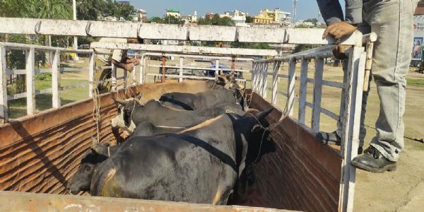 गौवंश को बेसहारा छोड़ने वाले पशुपालको पर होगी सख्त कार्रवाई,नाहन से सात बेसहारा गौवंश भेजे कोटला बड़ोग गौशाला
