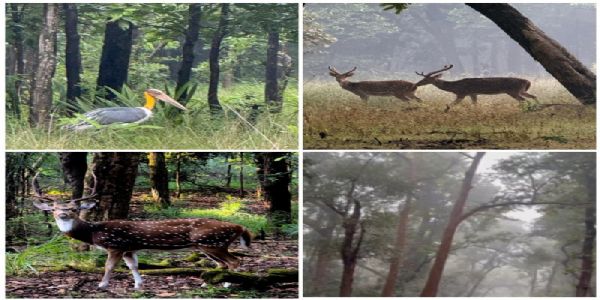 चक्रवाती असर से बदला बांधवगढ़ का मौसम, जंगल की सुरक्षा के लिए टाइगर रिजर्व प्रबंधन अलर्ट