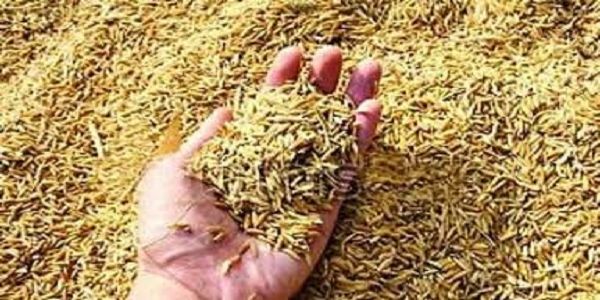 पूर्वी उत्तर प्रदेश, लखनऊ-रायबरेली व उन्नाव में पहली नवंबर से होगी धान खरीद