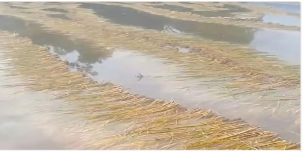 बेमौसम बारिश से भीगी धान की फसल, किसानों को नुकसान की आशंका
