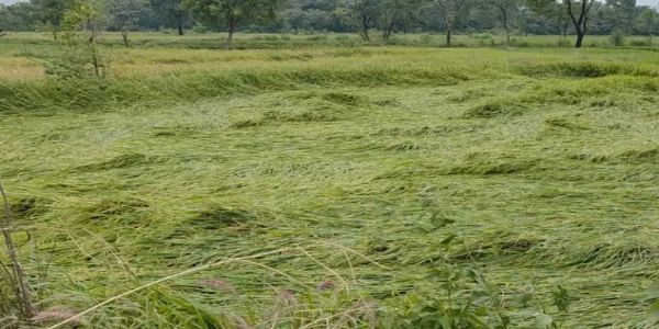 अर्नव चक्रवात और बेमौसम बारिश से फसल की क्षति पर मिलेगा बीमा का लाभ, 15 दिन में भुगतान