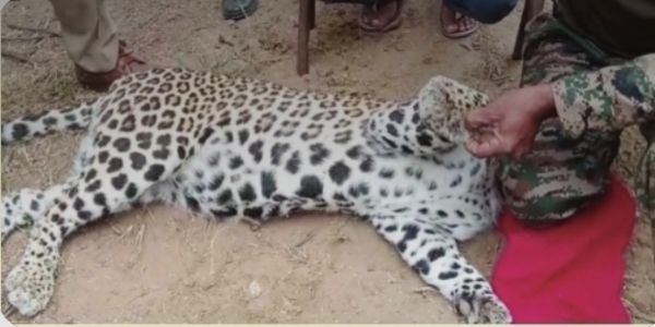 शेरगढ़ में फिर दिखे दो पैंथर, ग्रामीणों में बढ़ी चिंता, बंद माइंस के मलबे में पैंथरों के बसेरे की आशंका