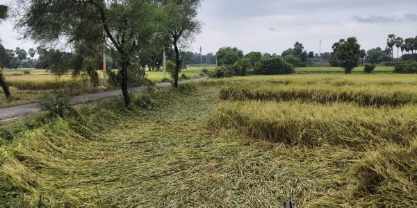 भागलपुर में अर्णब तूफान का कहर: खेतों में गिरी धान की तैयार फसल, किसानों की उम्मीदों पर फिरा पानी