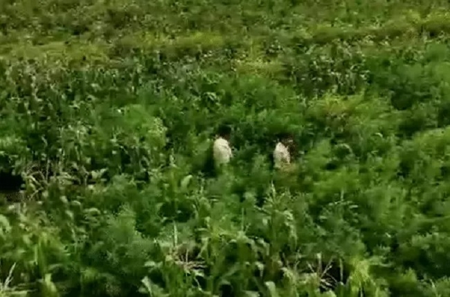 खेतों में लहलहाती गांजे की खेती