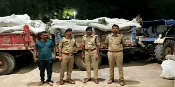 खेतों से जब्त कर ट्रालियों में लाए गए गांजे के पौधे