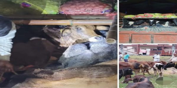 गो-तस्करी की कोशिश नाकाम, 23 मवेशी जब्त, चार गिरफ्तार