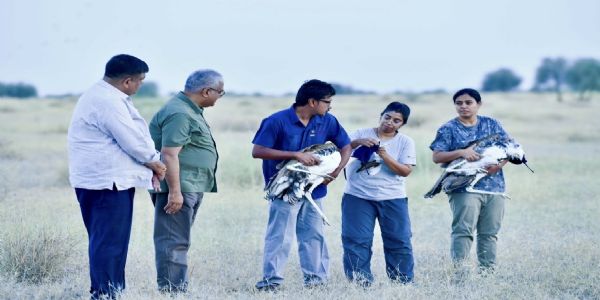 जैसलमेर के डेजर्ट नेशनल पार्क में ग्रेट इंडियन बस्टर्ड के दो नर पक्षियों को जंगल में छोड़ते केंद्रीय पर्यावरण, वन एवं जलवायु परिवर्तन मंत्री भूपेन्द्र यादव। जैसलमेर के डेजर्ट नेशनल पार्क में ग्रेट इंडियन बस्टर्ड के दो नर पक्षियों को जंगल में छोड़ते केंद्रीय पर्यावरण, वन एवं जलवायु परिवर्तन मंत्री भूपेन्द्र यादव।