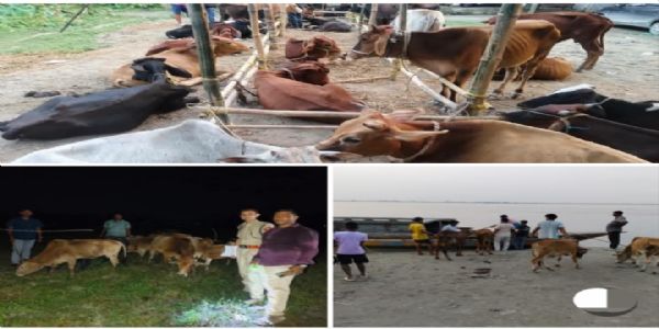 असम में मवेशी चोरी और तस्करी के खिलाफ अभियान तेज