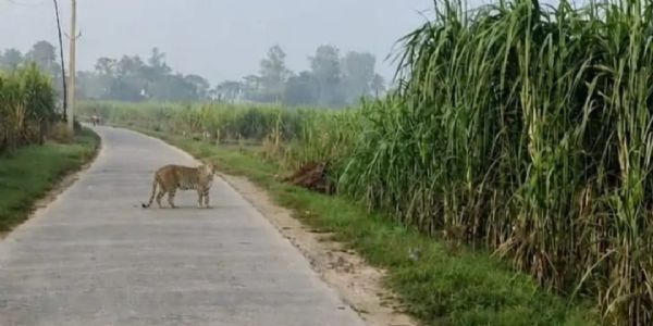 बिजनौर में सड़क पर दिखा गुलदार, ग्रामीणों में दहशत