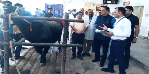 भरतपुर पॉलीक्लिनिक में मुख्य सचिव ने देखी लम्पी के इलाज की प्रक्रिया