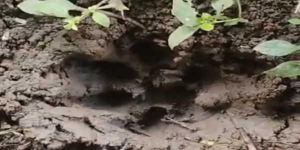 सीहोर में रिहायशी इलाके के नजदीक दिखा बाघ, खेत में मिले पगचिह्न, वन विभाग ने बढ़ाई सर्चिंग
