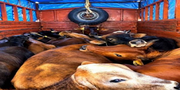 दांतन इलाके में ट्रक से 12 गायें बरामद, जांच में जुटी पुलिस