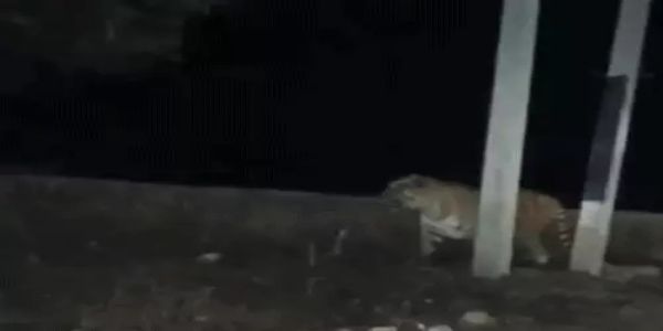 सरिस्का से निकलकर थानागाजी कस्बे में पहुंचा बाघ, सड़क पर दिखा तो थम गए वाहनों के पहिए