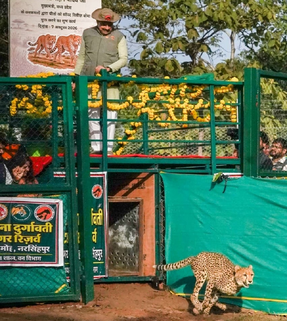 वीरांगना दुर्गावती टाइगर रिजर्व में चीतों को विमुक्त करते हुए मुख्यमंत्री डॉ. यादव वीरांगना दुर्गावती टाइगर रिजर्व में चीतों को विमुक्त करते हुए मुख्यमंत्री डॉ. यादव
